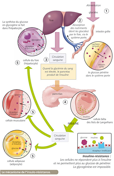 Origine Du Sucre Dans Le Sang Medecine Et Sante